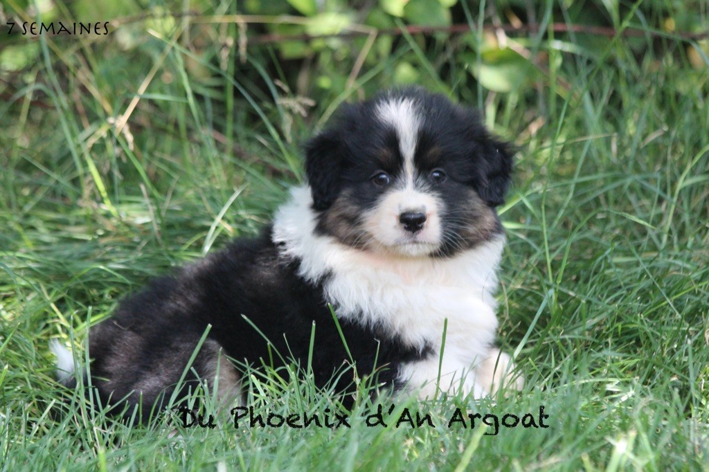 Du Phoenix D'an Argoat - Chiots disponibles - Berger Australien