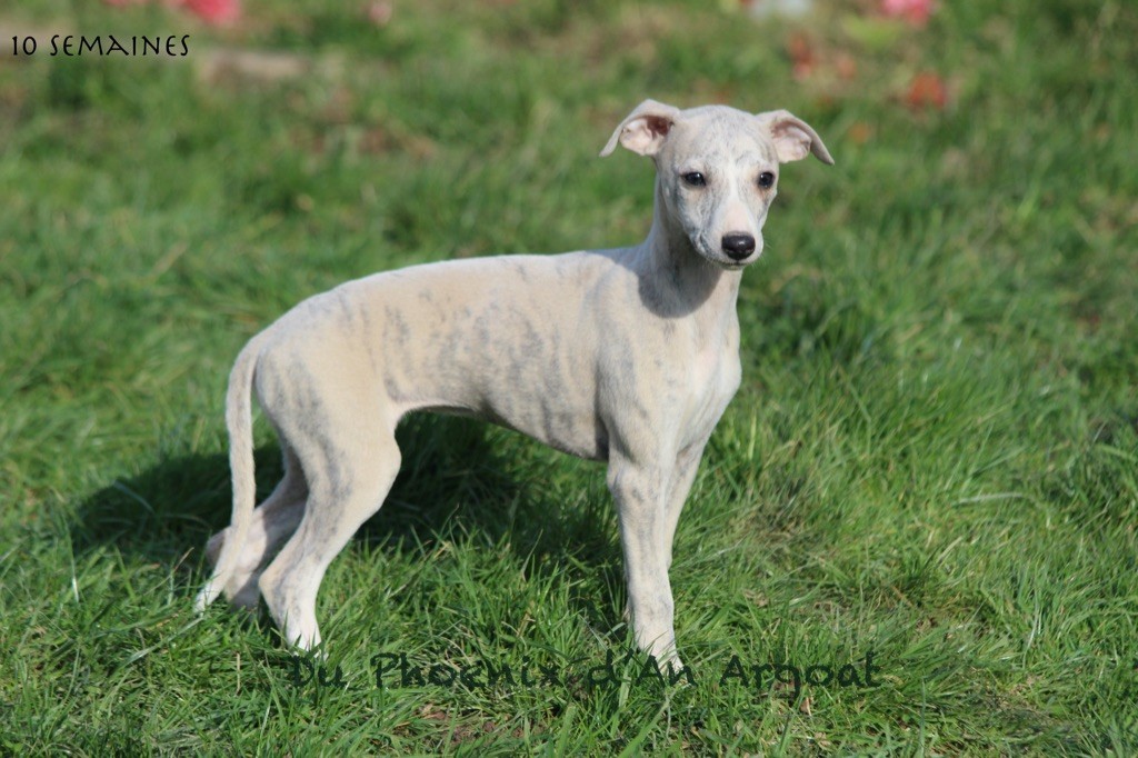 Du Phoenix D'an Argoat - Chiots disponibles - Whippet