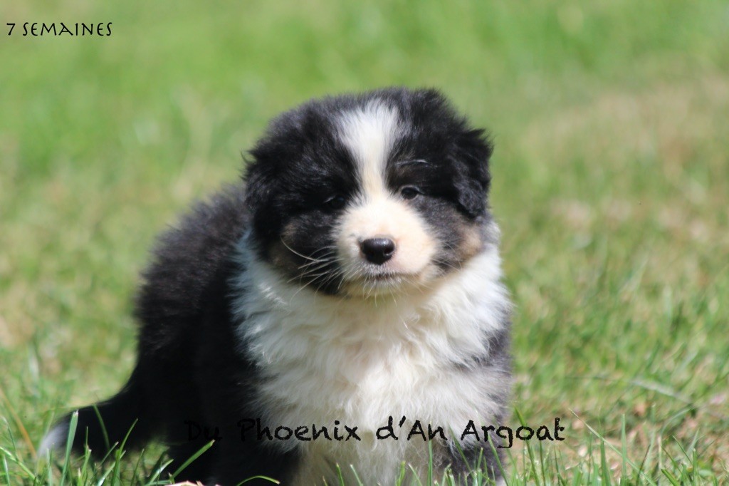 Du Phoenix D'an Argoat - Chiots disponibles - Berger Australien