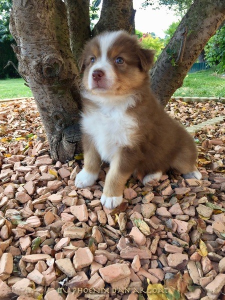 Du Phoenix D'an Argoat - Berger Australien - Portée née le 30/05/2019