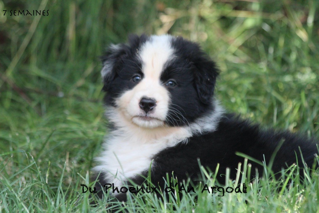 Du Phoenix D'an Argoat - Chiots disponibles - Berger Australien