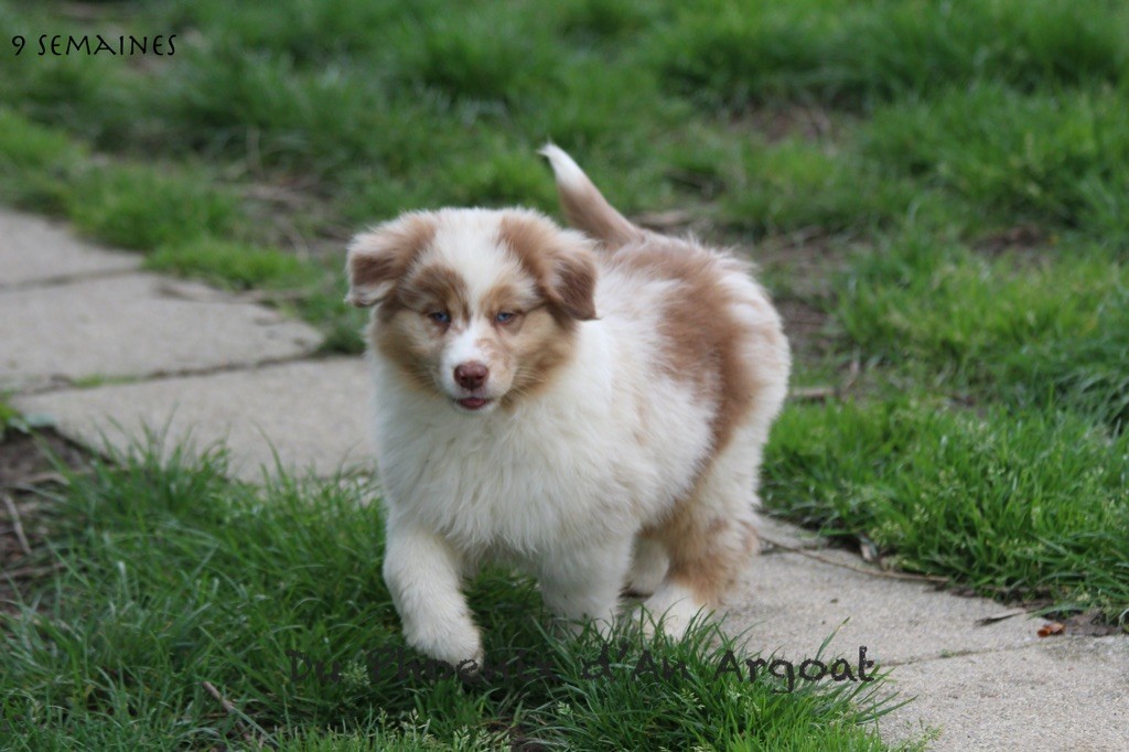 Du Phoenix D'an Argoat - Chiots disponibles - Berger Australien