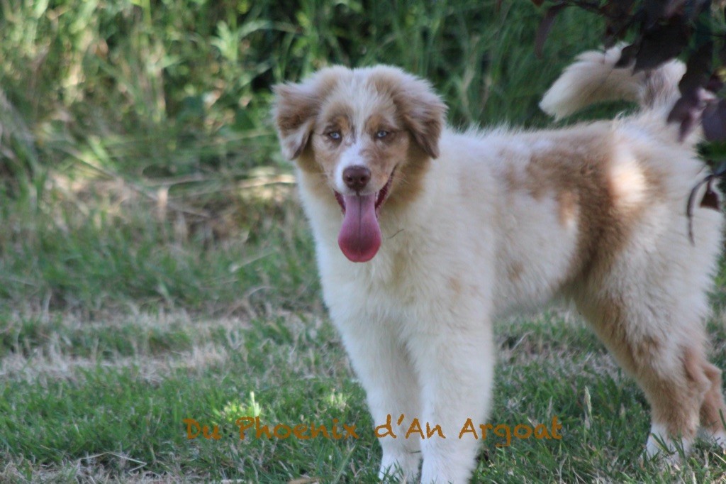 Du Phoenix D'an Argoat - Chiots disponibles - Berger Australien