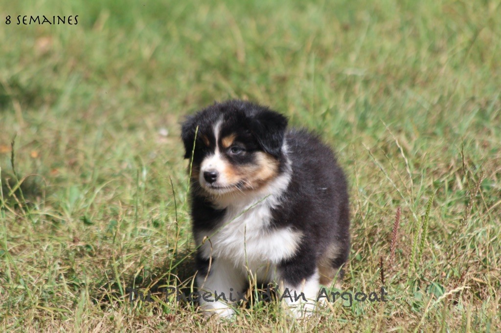 Du Phoenix D'an Argoat - Chiots disponibles - Berger Australien