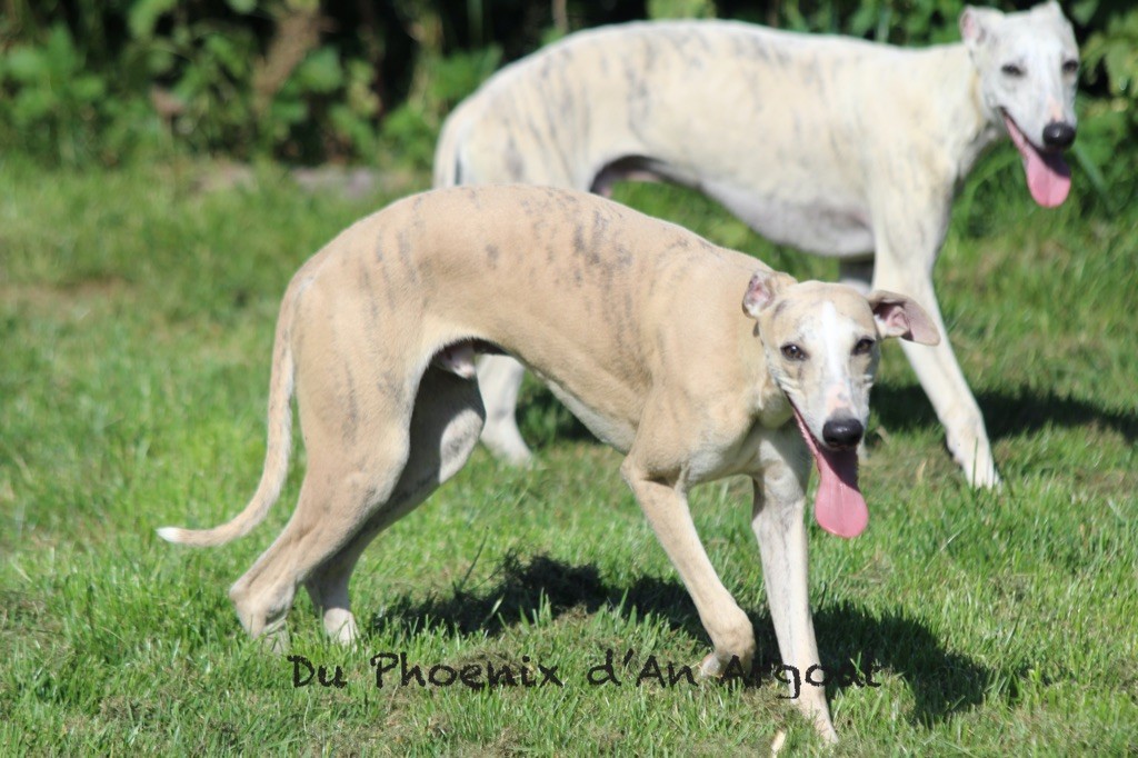 Chiot Whippet Du Phoenix D'an Argoat