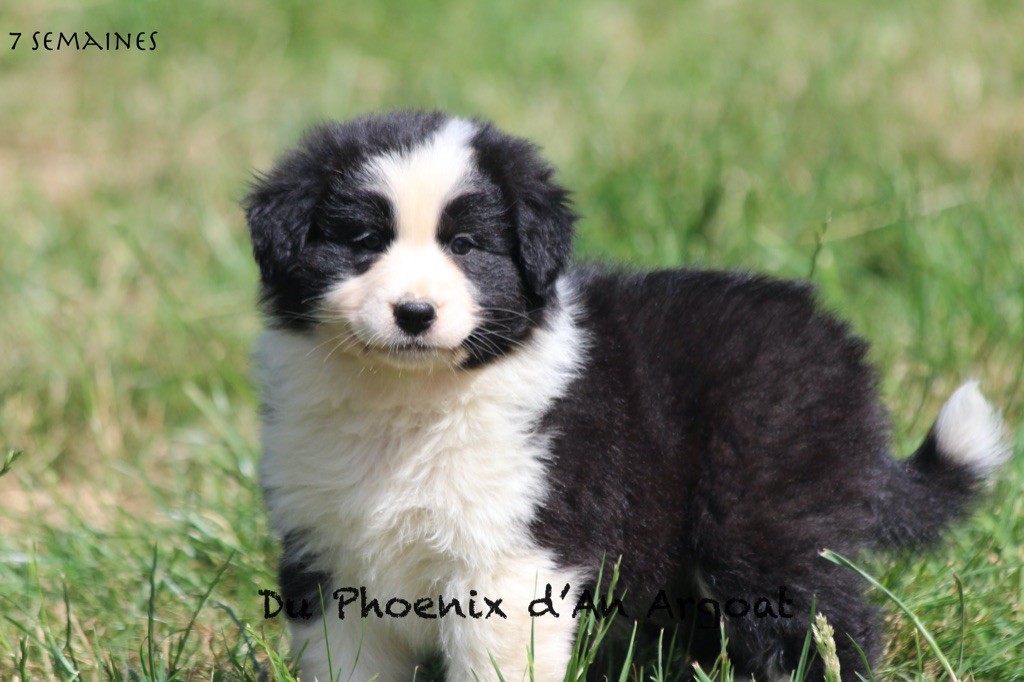 Du Phoenix D'an Argoat - Chiots disponibles - Berger Australien