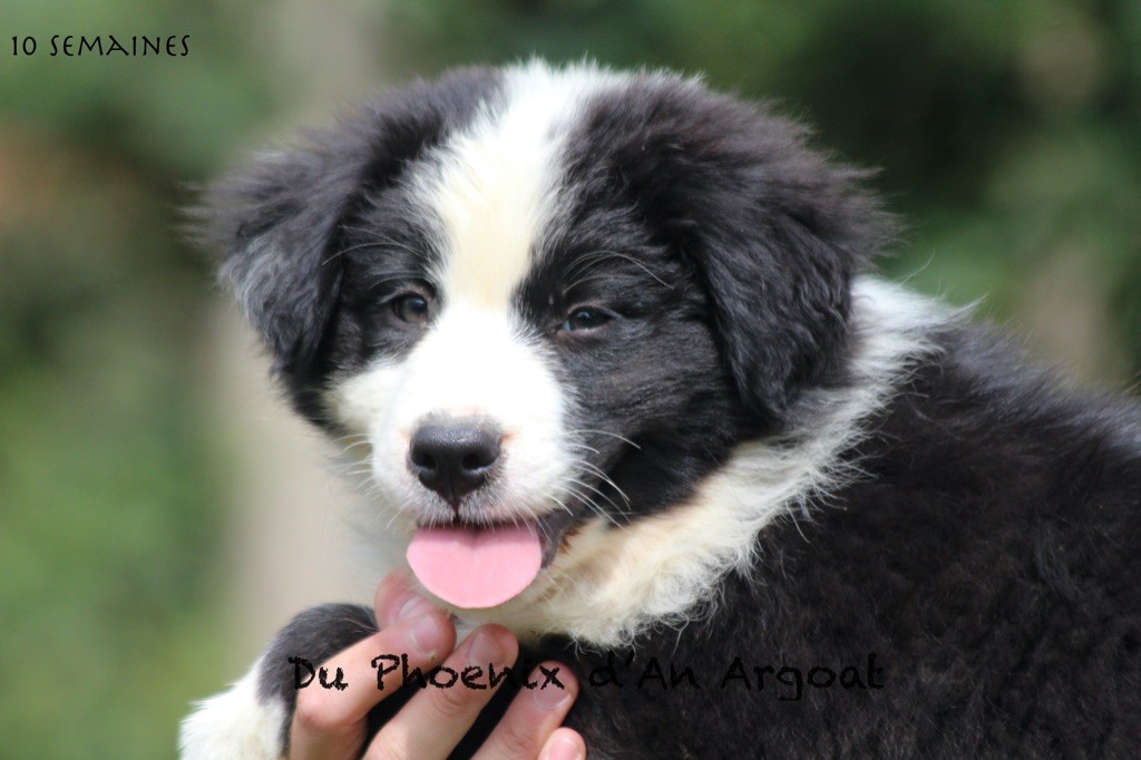 Du Phoenix D'an Argoat - Chiots disponibles - Berger Australien