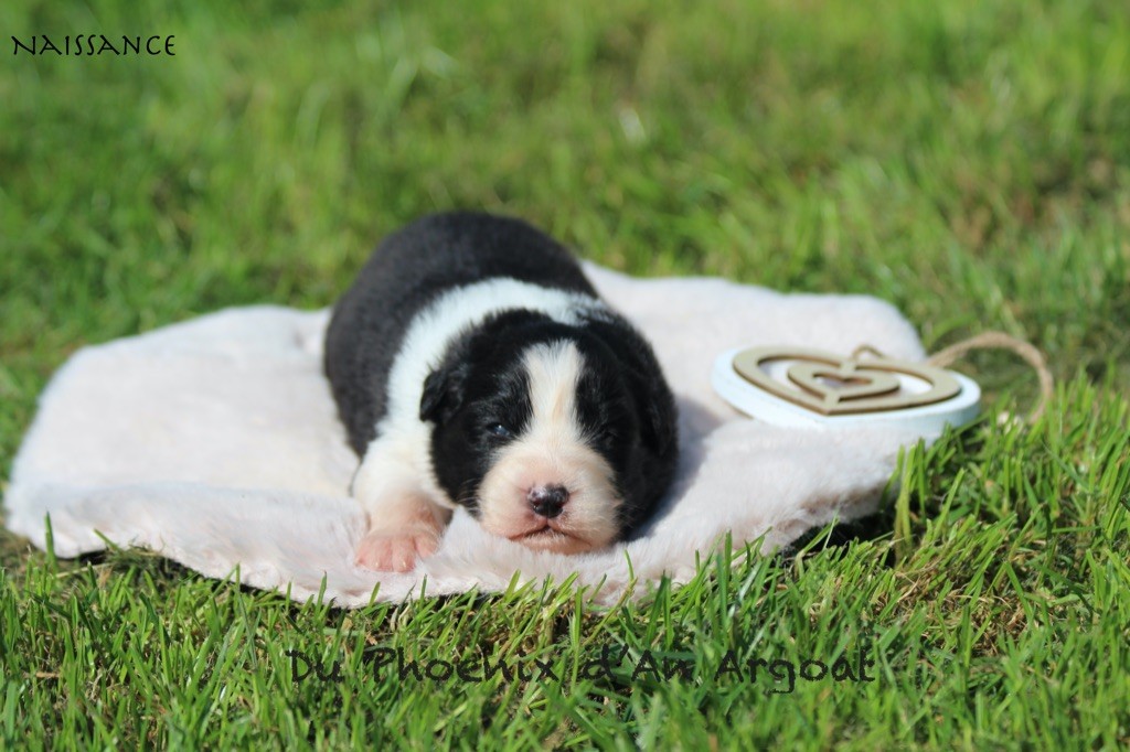 Du Phoenix D'an Argoat - Chiots disponibles - Berger Australien