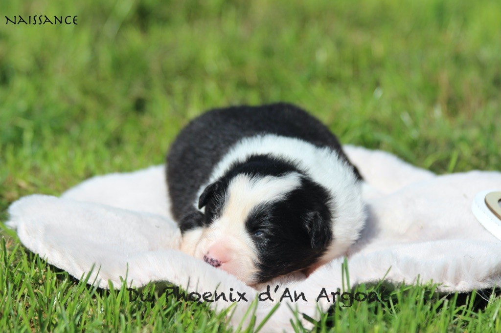 Du Phoenix D'an Argoat - Chiots disponibles - Berger Australien
