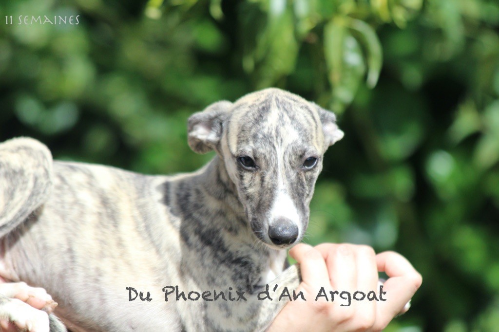 Du Phoenix D'an Argoat - Chiots disponibles - Whippet