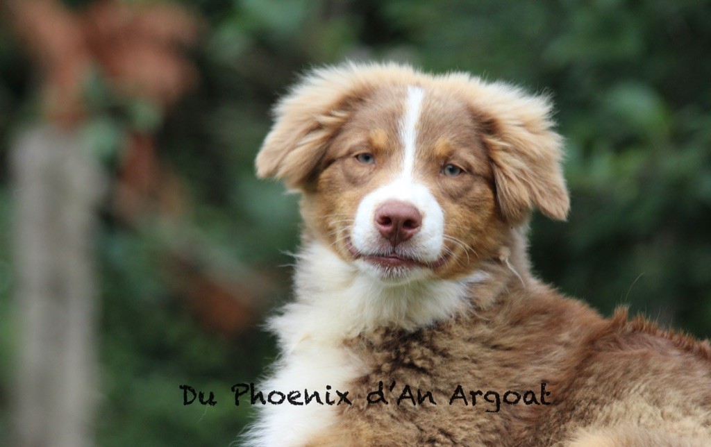 Du Phoenix D'an Argoat - Chiots disponibles - Berger Australien