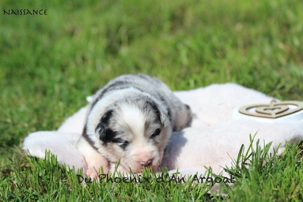 Du Phoenix D'an Argoat - Chiots disponibles - Berger Australien