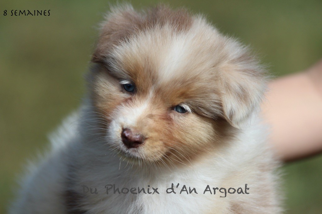 Du Phoenix D'an Argoat - Chiots disponibles - Berger Australien