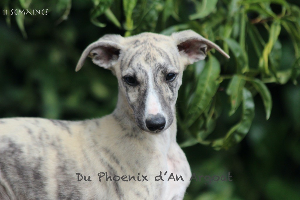 Du Phoenix D'an Argoat - Chiots disponibles - Whippet