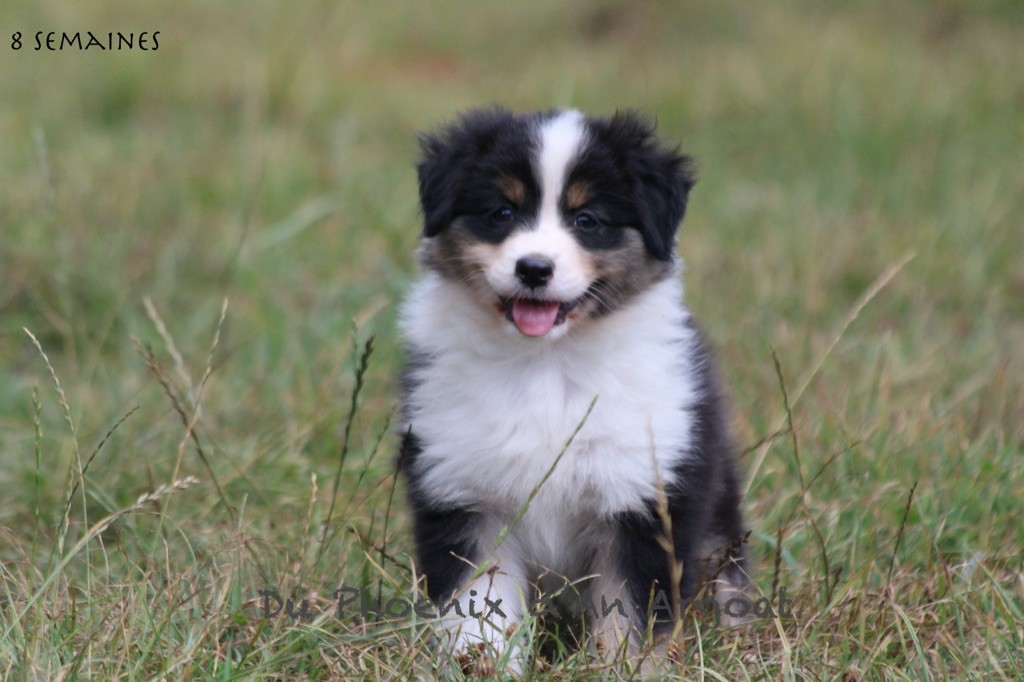 Du Phoenix D'an Argoat - Chiots disponibles - Berger Australien