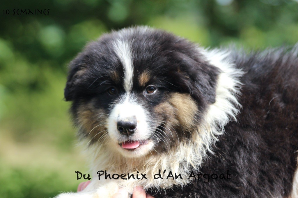Du Phoenix D'an Argoat - Chiots disponibles - Berger Australien