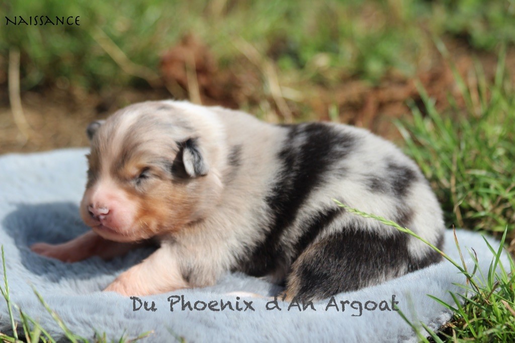 Du Phoenix D'an Argoat - Chiots disponibles - Berger Australien