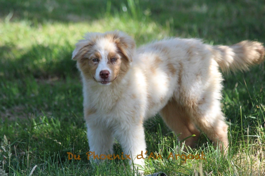 Du Phoenix D'an Argoat - Chiots disponibles - Berger Australien