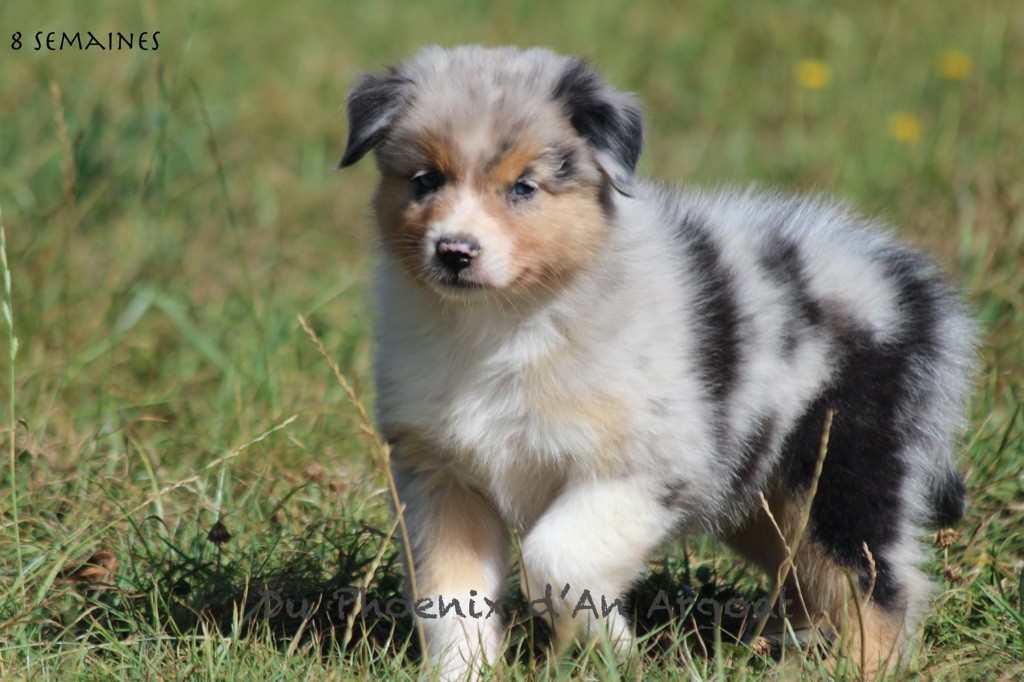 Du Phoenix D'an Argoat - Chiots disponibles - Berger Australien