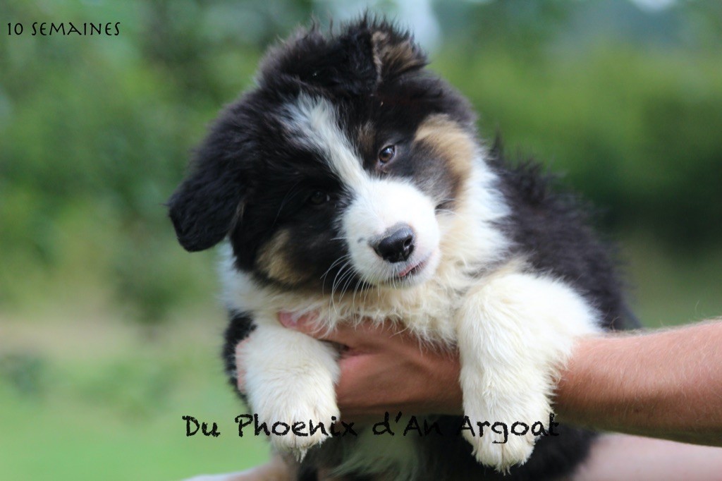 Du Phoenix D'an Argoat - Chiots disponibles - Berger Australien