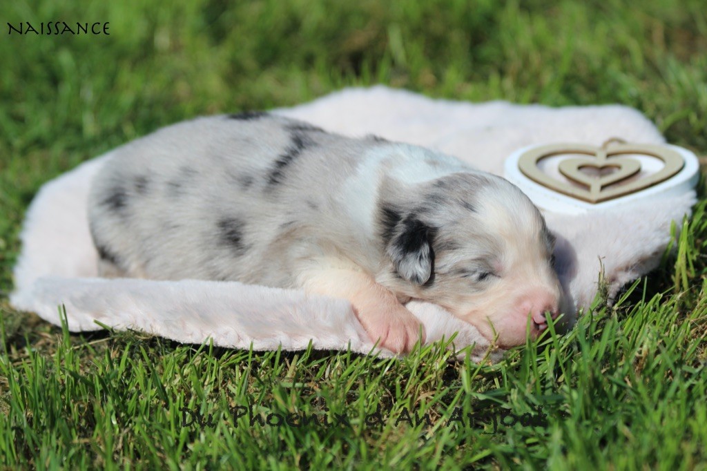 Du Phoenix D'an Argoat - Chiots disponibles - Berger Australien
