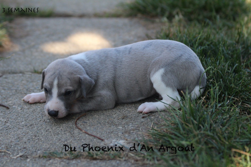 Du Phoenix D'an Argoat - Chiots disponibles - Whippet