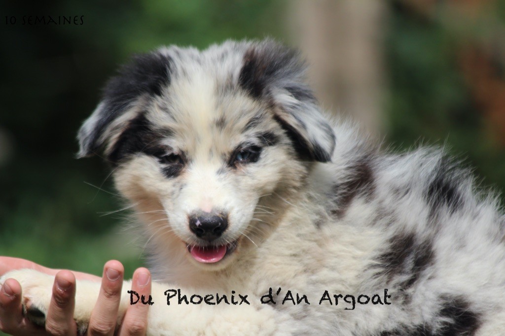 Du Phoenix D'an Argoat - Chiots disponibles - Berger Australien
