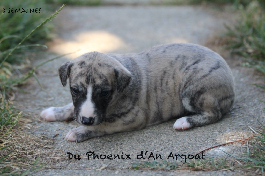 Du Phoenix D'an Argoat - Chiots disponibles - Whippet