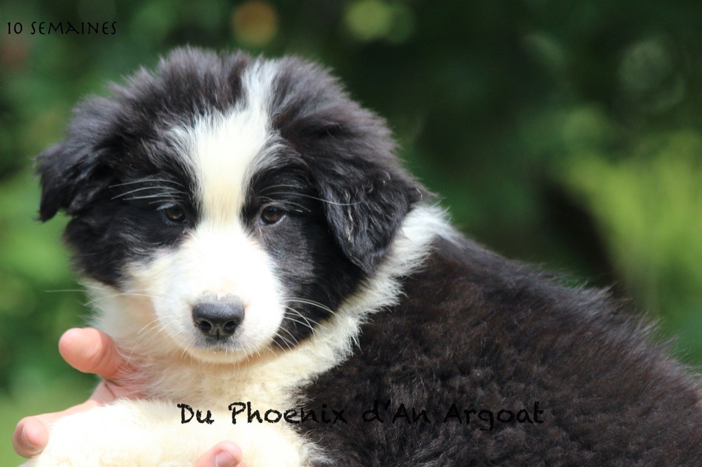 Du Phoenix D'an Argoat - Chiots disponibles - Berger Australien