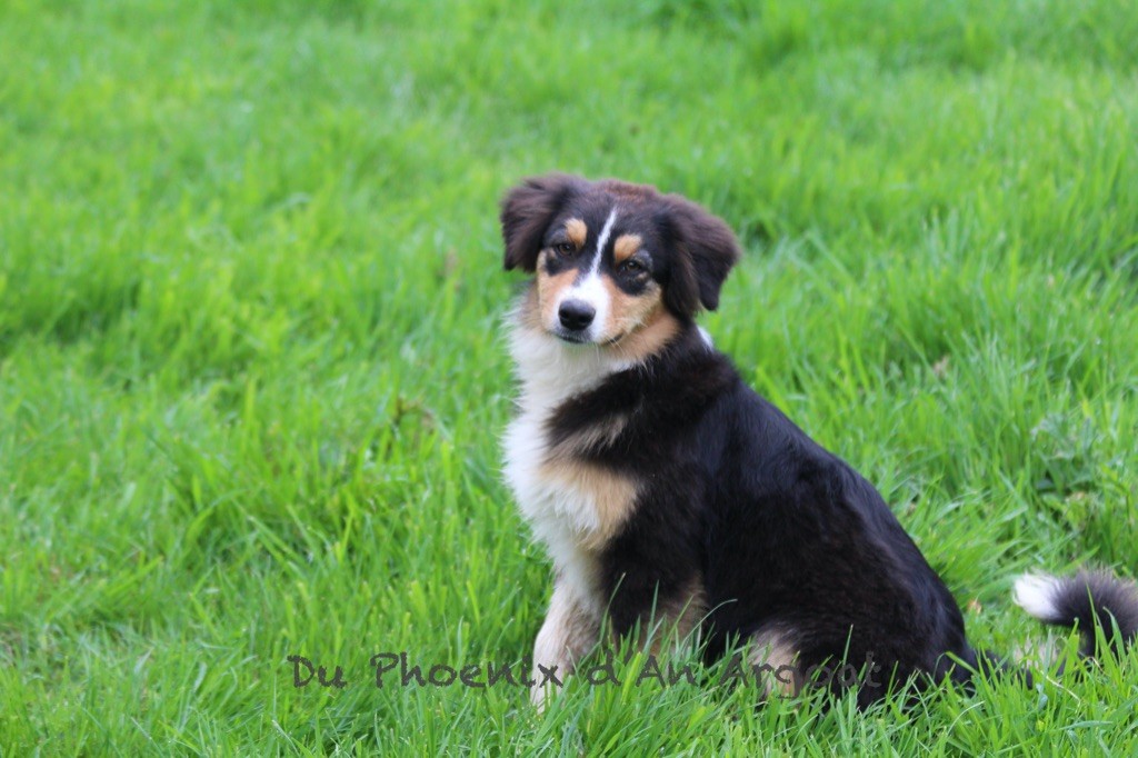 Du Phoenix D'an Argoat - Chiots disponibles - Berger Australien