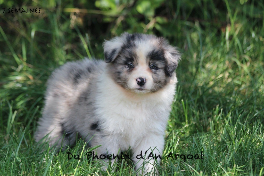 Du Phoenix D'an Argoat - Chiots disponibles - Berger Australien
