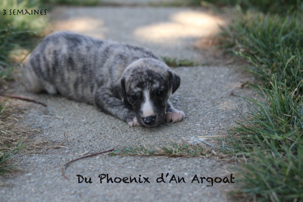 Du Phoenix D'an Argoat - Chiots disponibles - Whippet