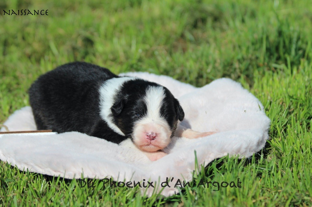 Du Phoenix D'an Argoat - Chiots disponibles - Berger Australien