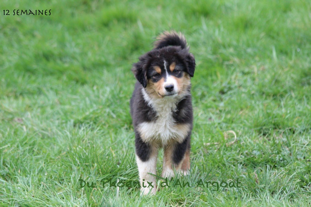 Du Phoenix D'an Argoat - Chiots disponibles - Berger Australien