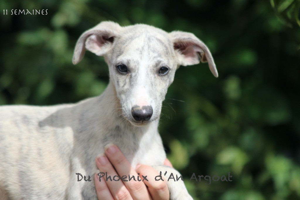 Chiot Whippet Du Phoenix D'an Argoat