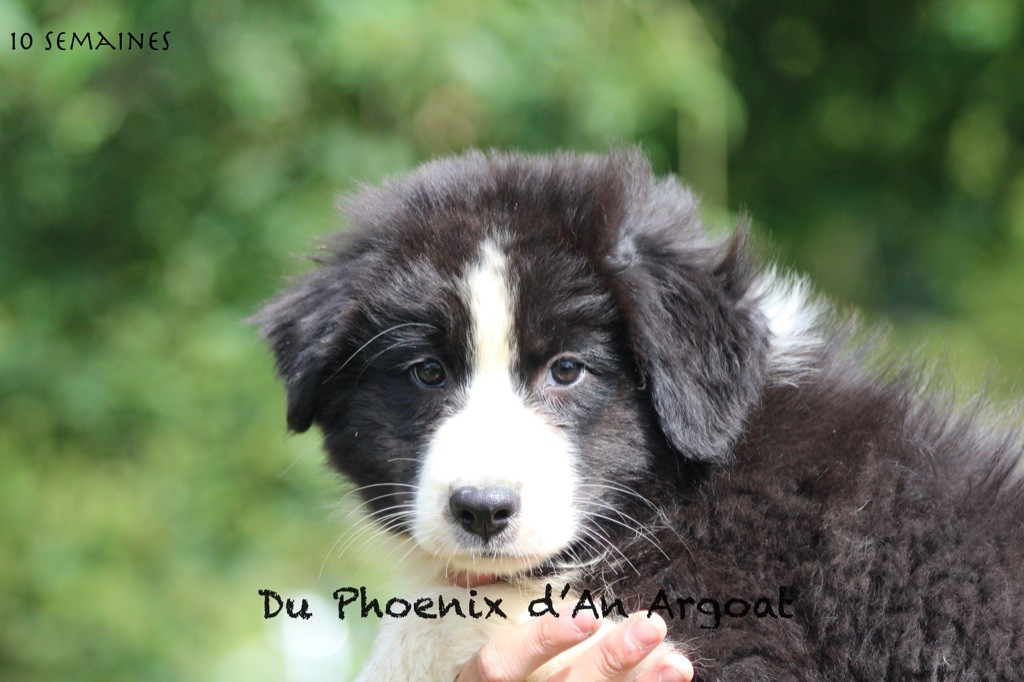 Du Phoenix D'an Argoat - Chiots disponibles - Berger Australien
