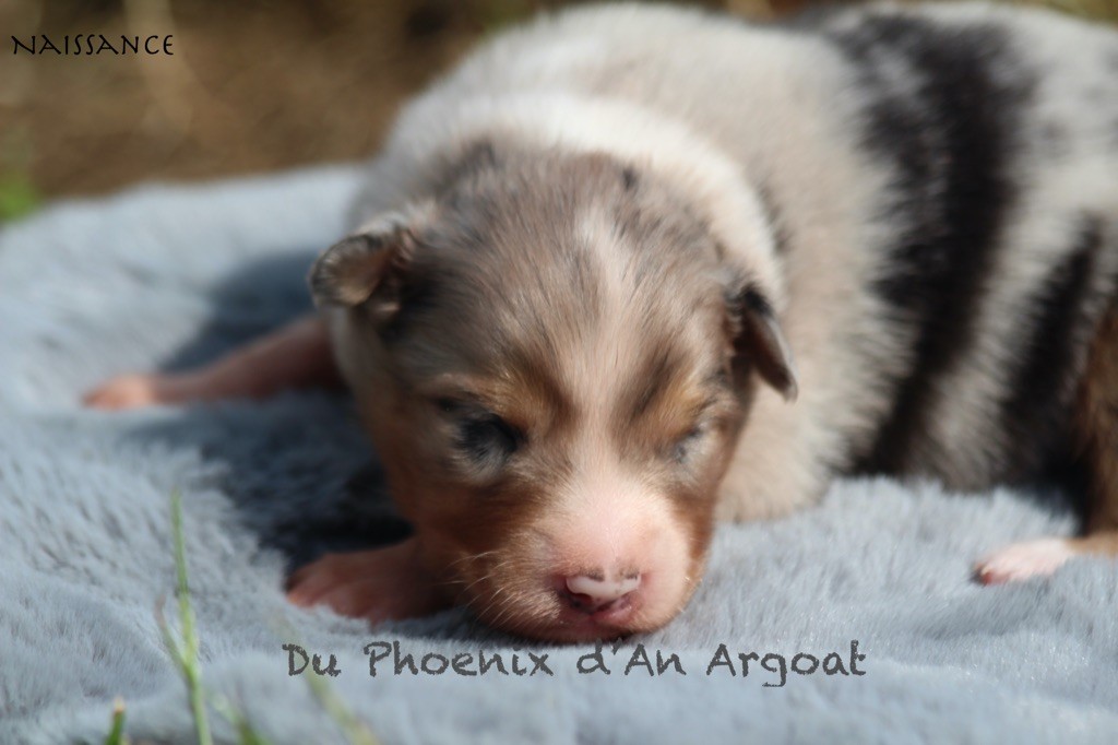 Chiot Berger Australien Du Phoenix D'an Argoat