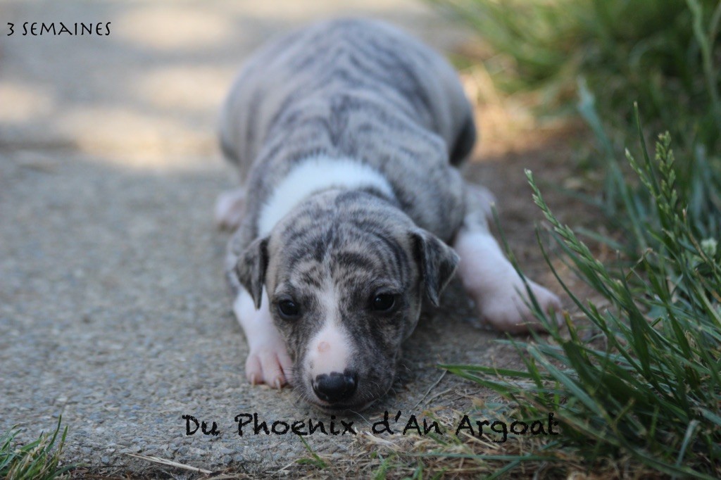 Du Phoenix D'an Argoat - Chiots disponibles - Whippet