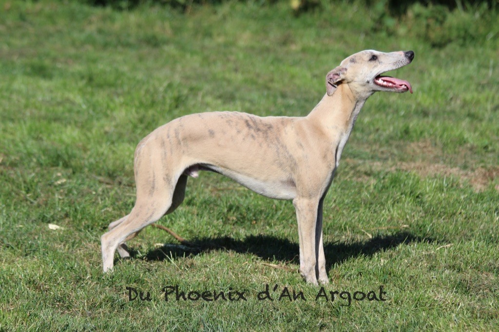 Du Phoenix D'an Argoat - Chiots disponibles - Whippet