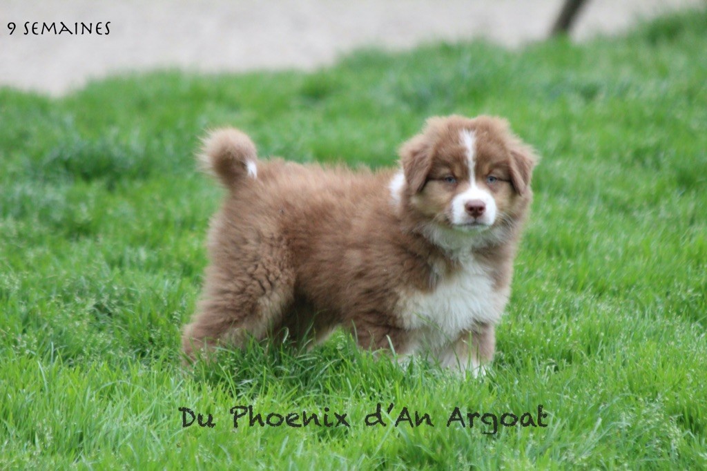 Du Phoenix D'an Argoat - Chiots disponibles - Berger Australien