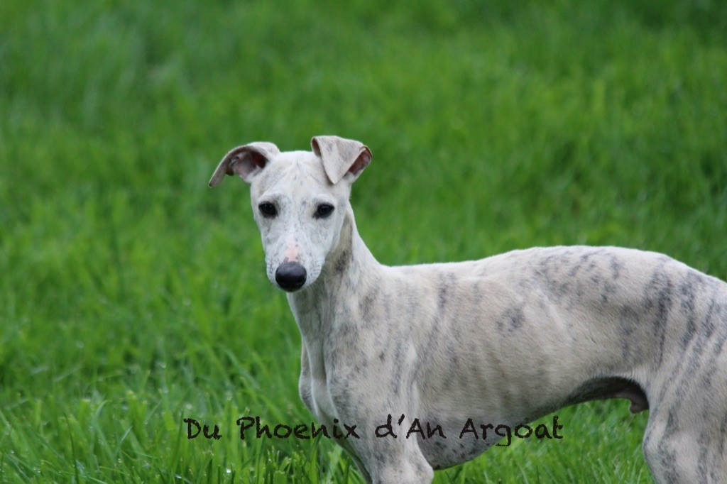 Du Phoenix D'an Argoat - Chiots disponibles - Whippet
