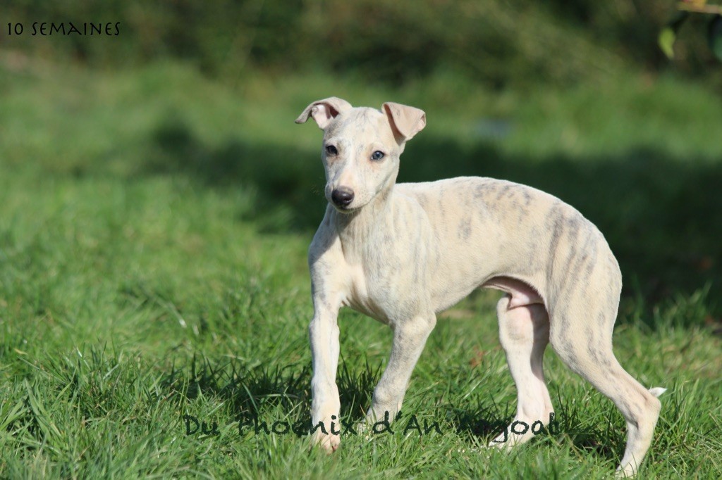 Du Phoenix D'an Argoat - Chiots disponibles - Whippet