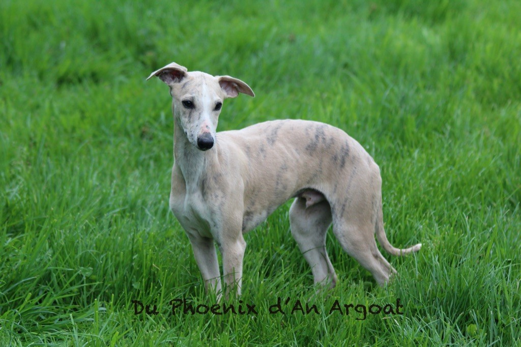 Du Phoenix D'an Argoat - Chiots disponibles - Whippet