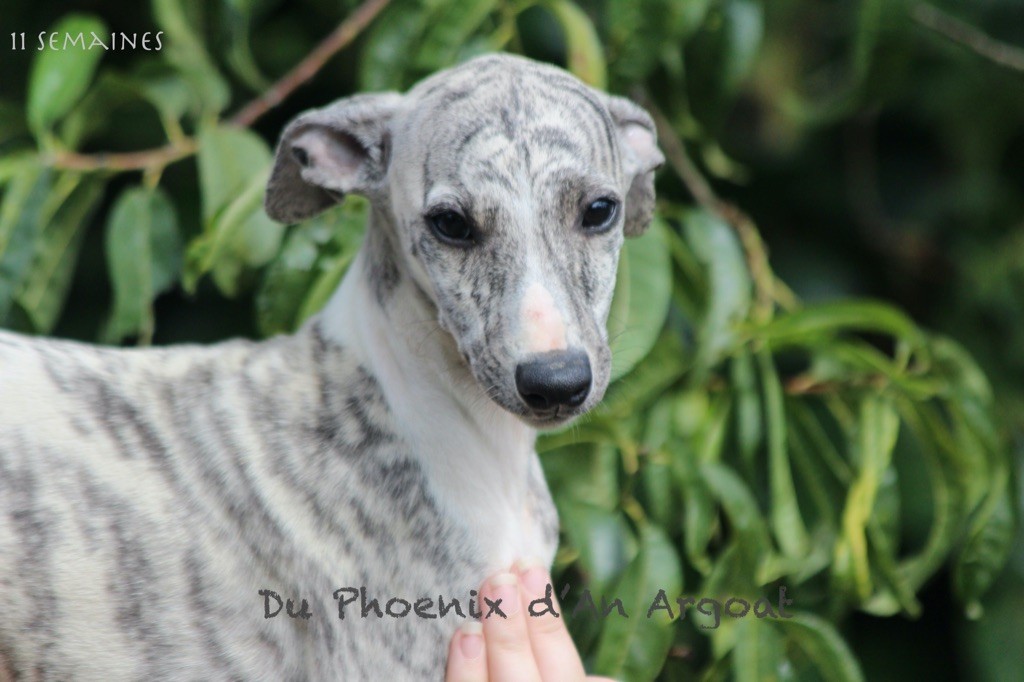 Du Phoenix D'an Argoat - Chiots disponibles - Whippet