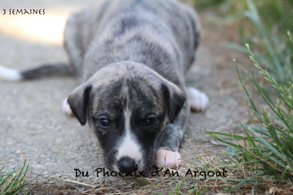 Du Phoenix D'an Argoat - Chiots disponibles - Whippet