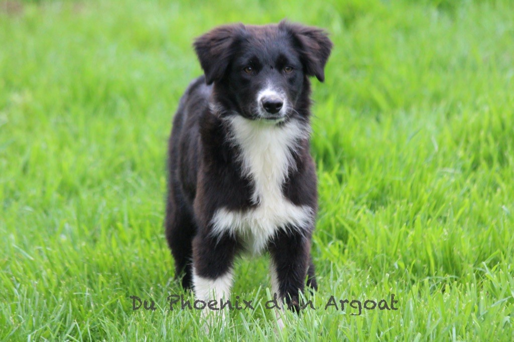 Du Phoenix D'an Argoat - Chiots disponibles - Berger Australien